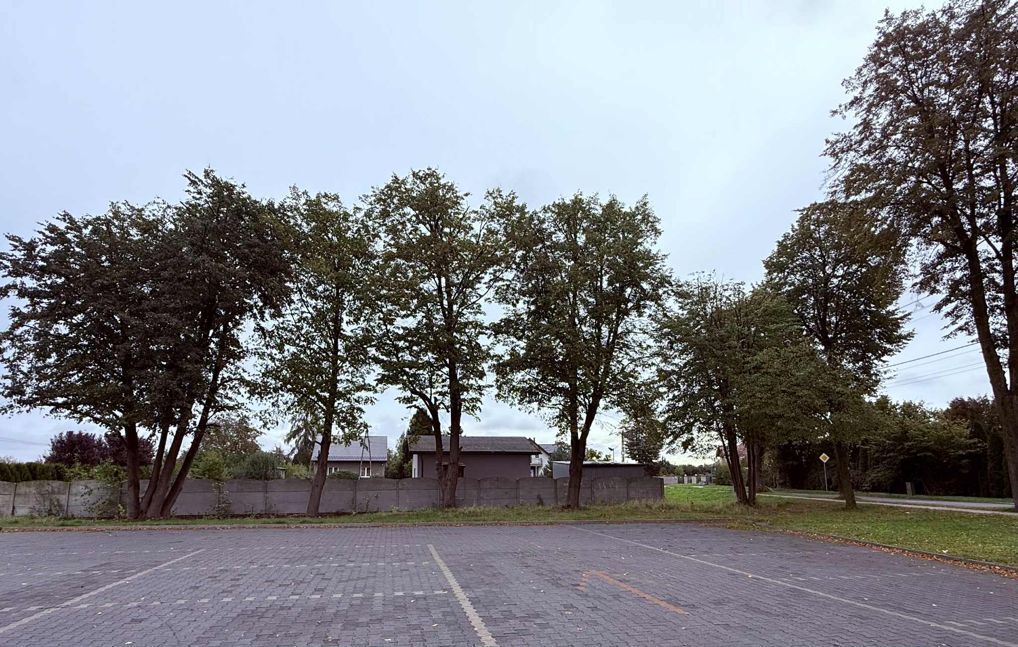 Drzewa przy parkingu