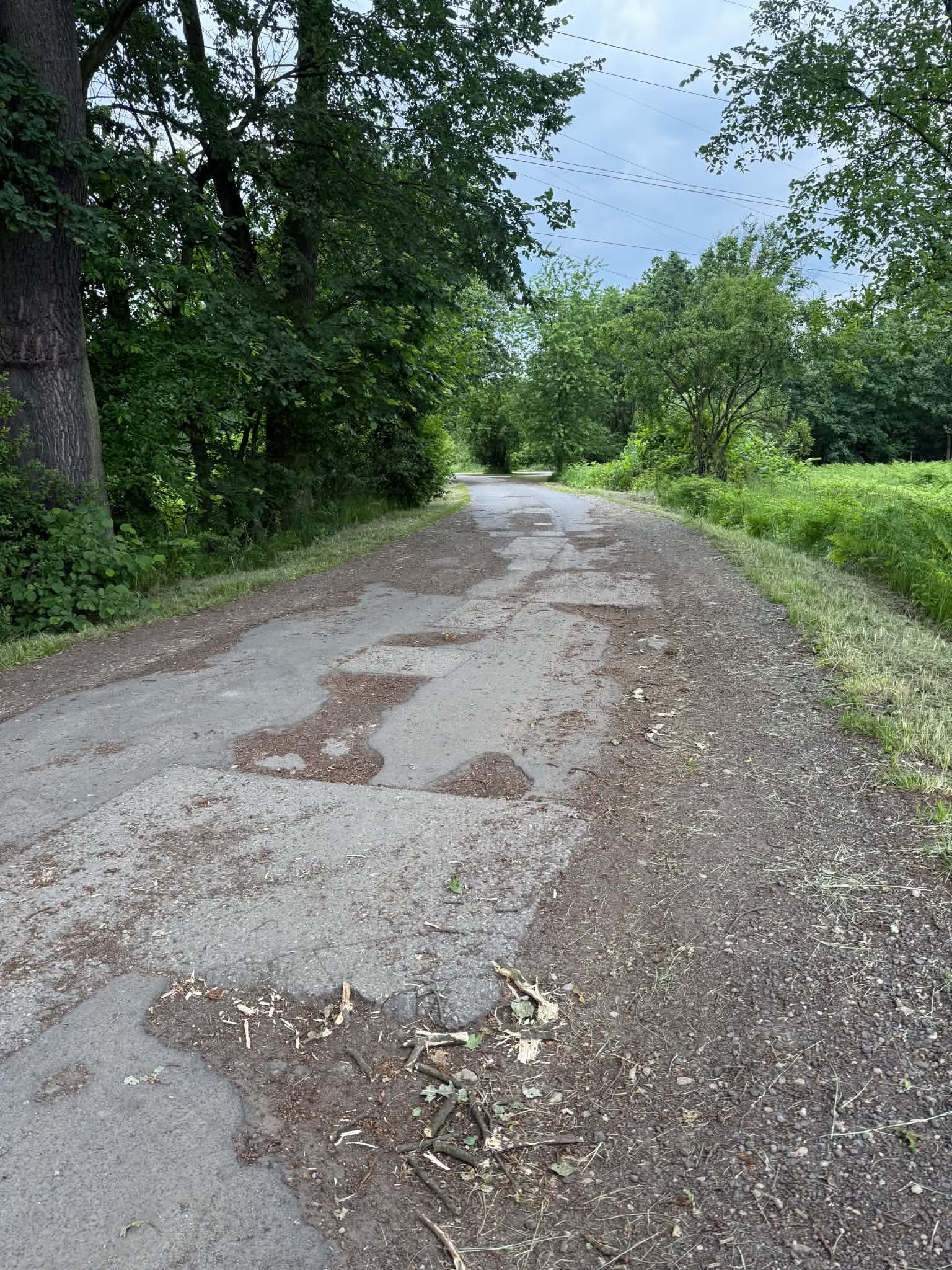 Uszkodzona nawierzchnia drogi pomiedzy drzewami 