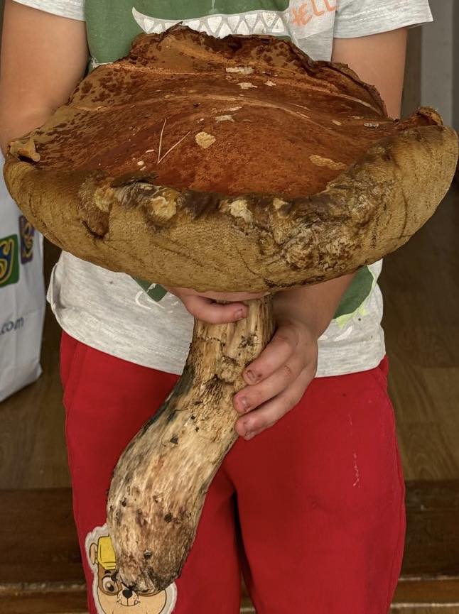 Dłonie dziecka trzymające wielki okaz grzyba 
